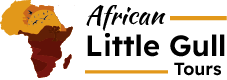 African Little Gull Tours